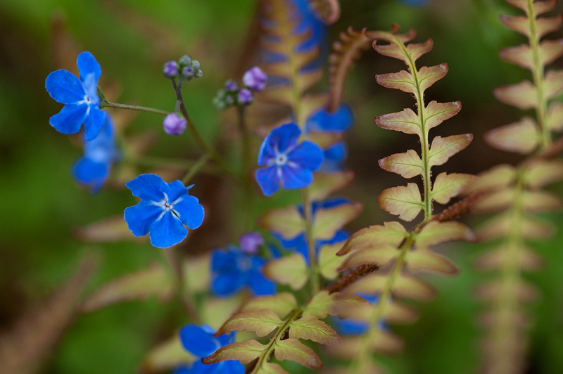 Forget-Me-Not & Autumn Fern