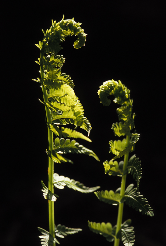 Fiddleheads