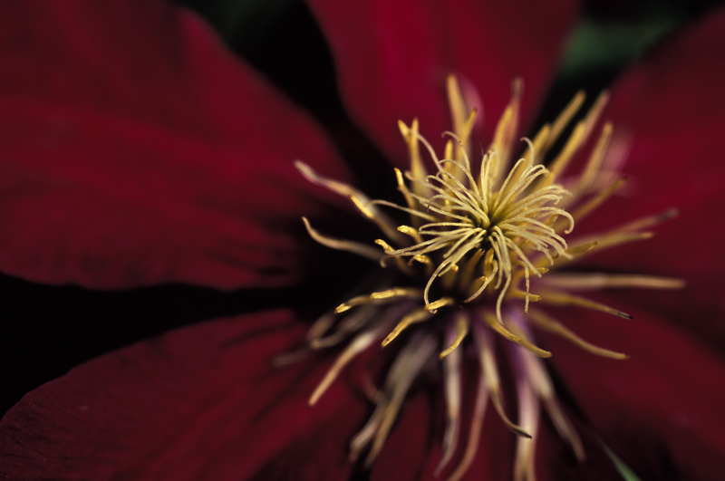 Clematis