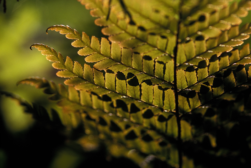 Autumn Fern