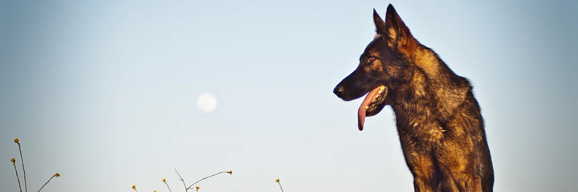 k9g_banners_home.jpg