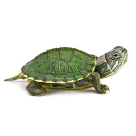 about_turtle.jpg