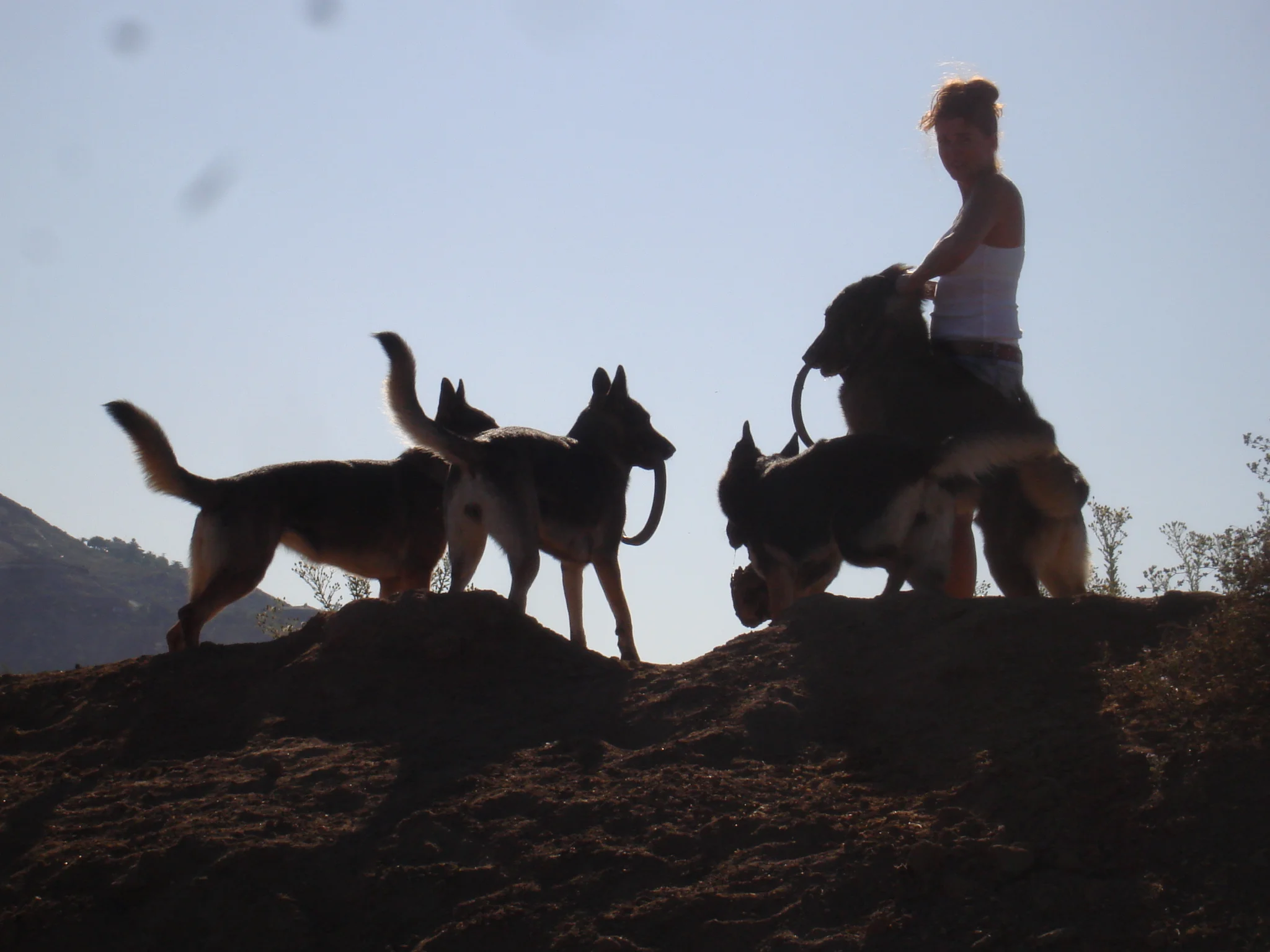 4 Dog silhouette.jpg
