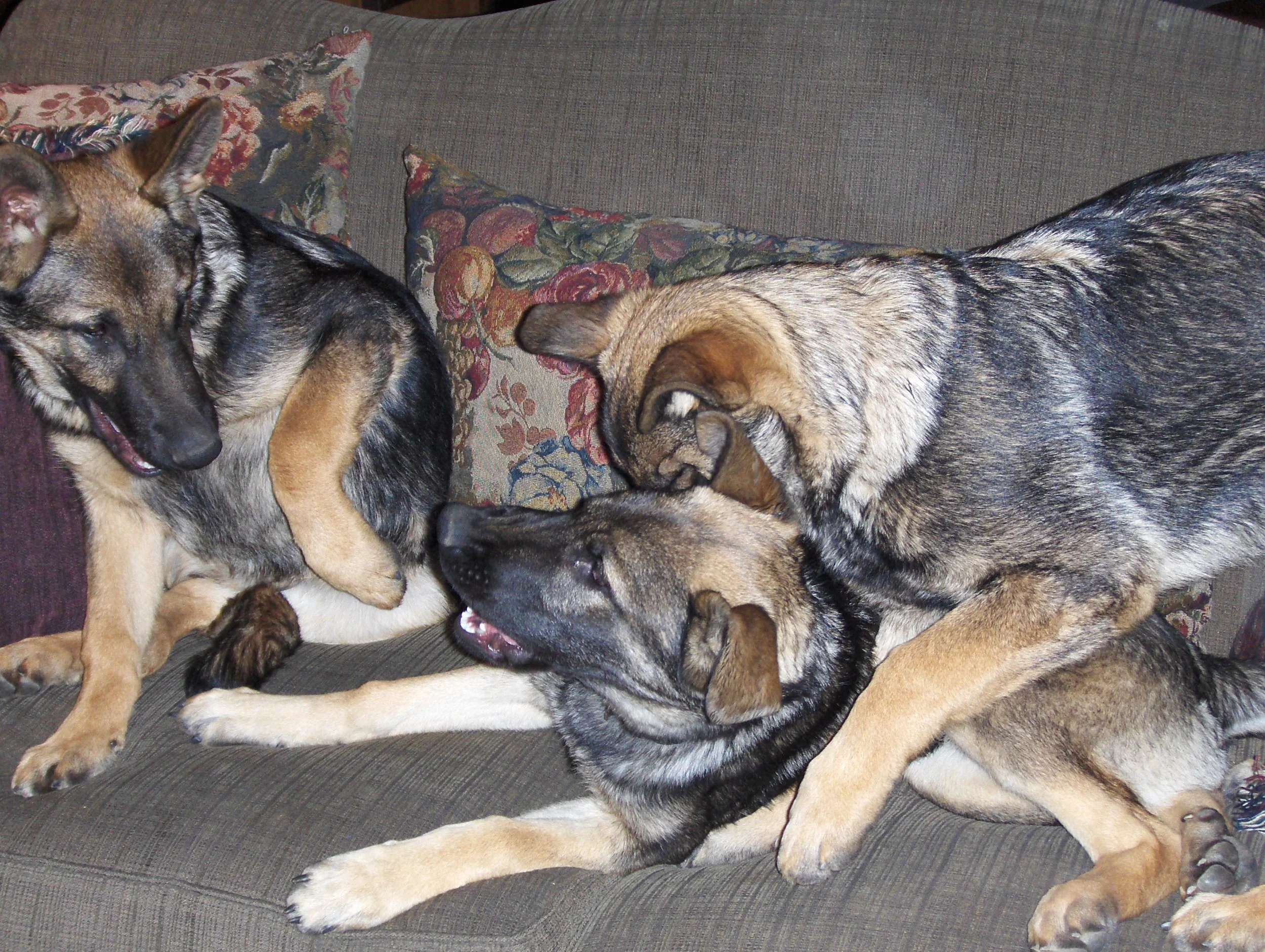 3 A's on Couch.jpg