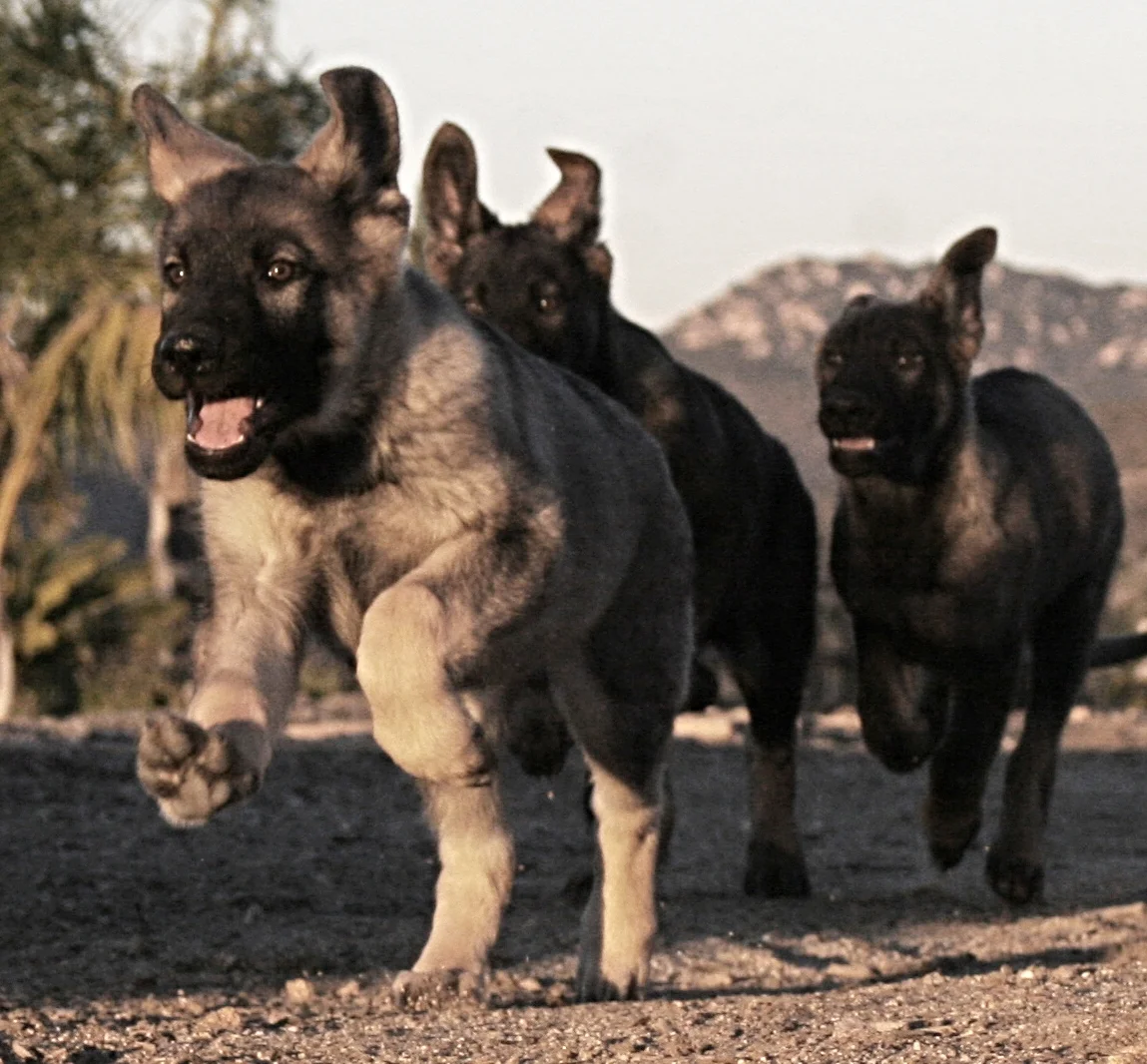 F Litter Running.jpg