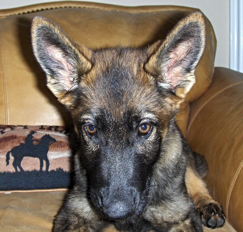 Joseph Puppy in chair.jpg