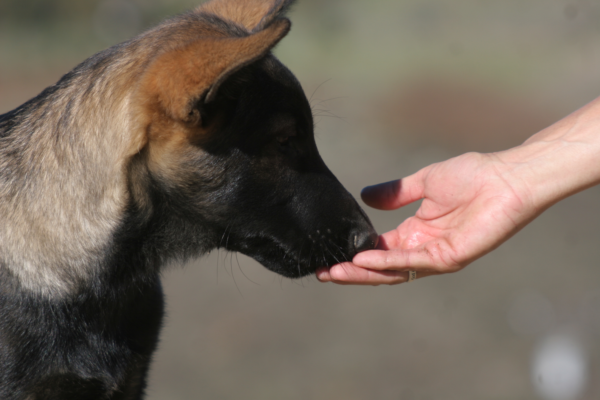 PuppyHand.jpg