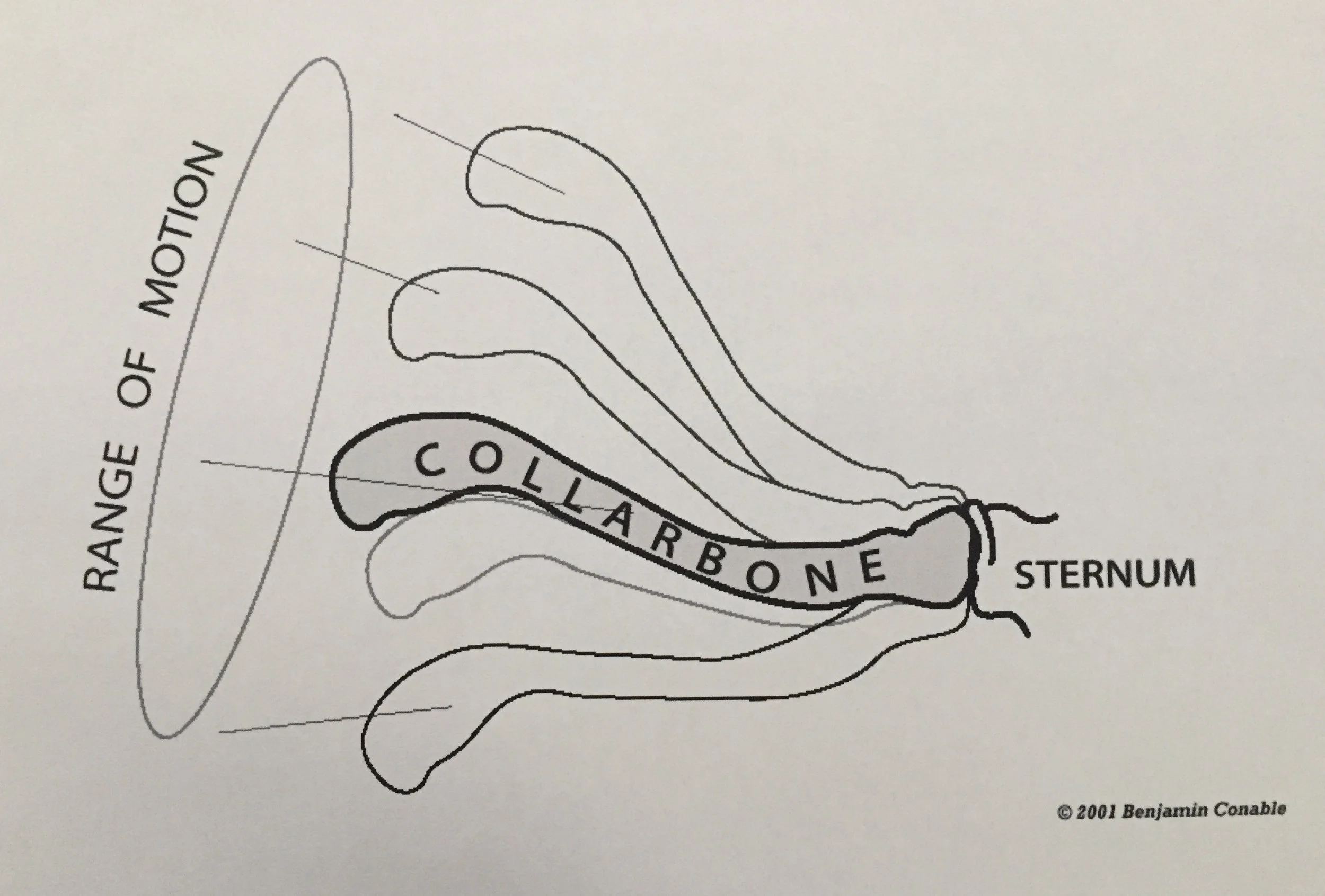 The image above is my second favorite because it clearly shows the possible range of motion of the collarbone. I appreciate this picture because it demonstrates how movement of the collarbone sets the rest of the arm up for efficient movement. The collarbone has a lot of range and I would love to see more of us using that range on a regular basis.