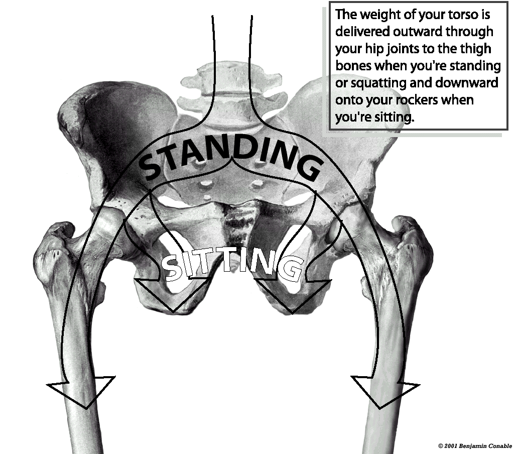 sit down bone of the coxal bone