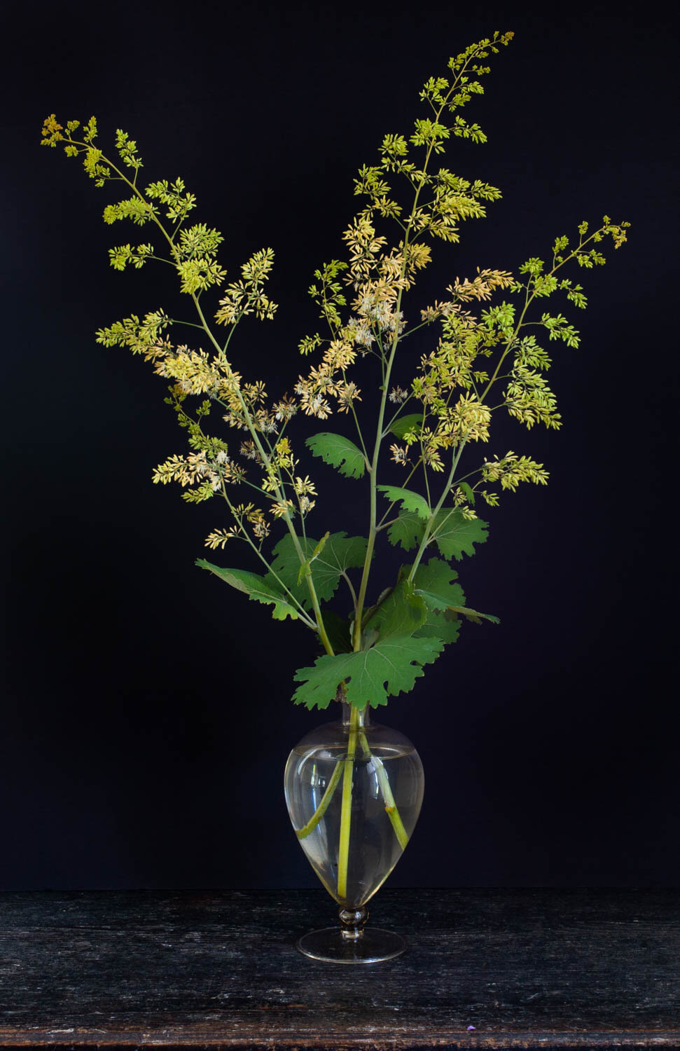 Macleaya Cordata