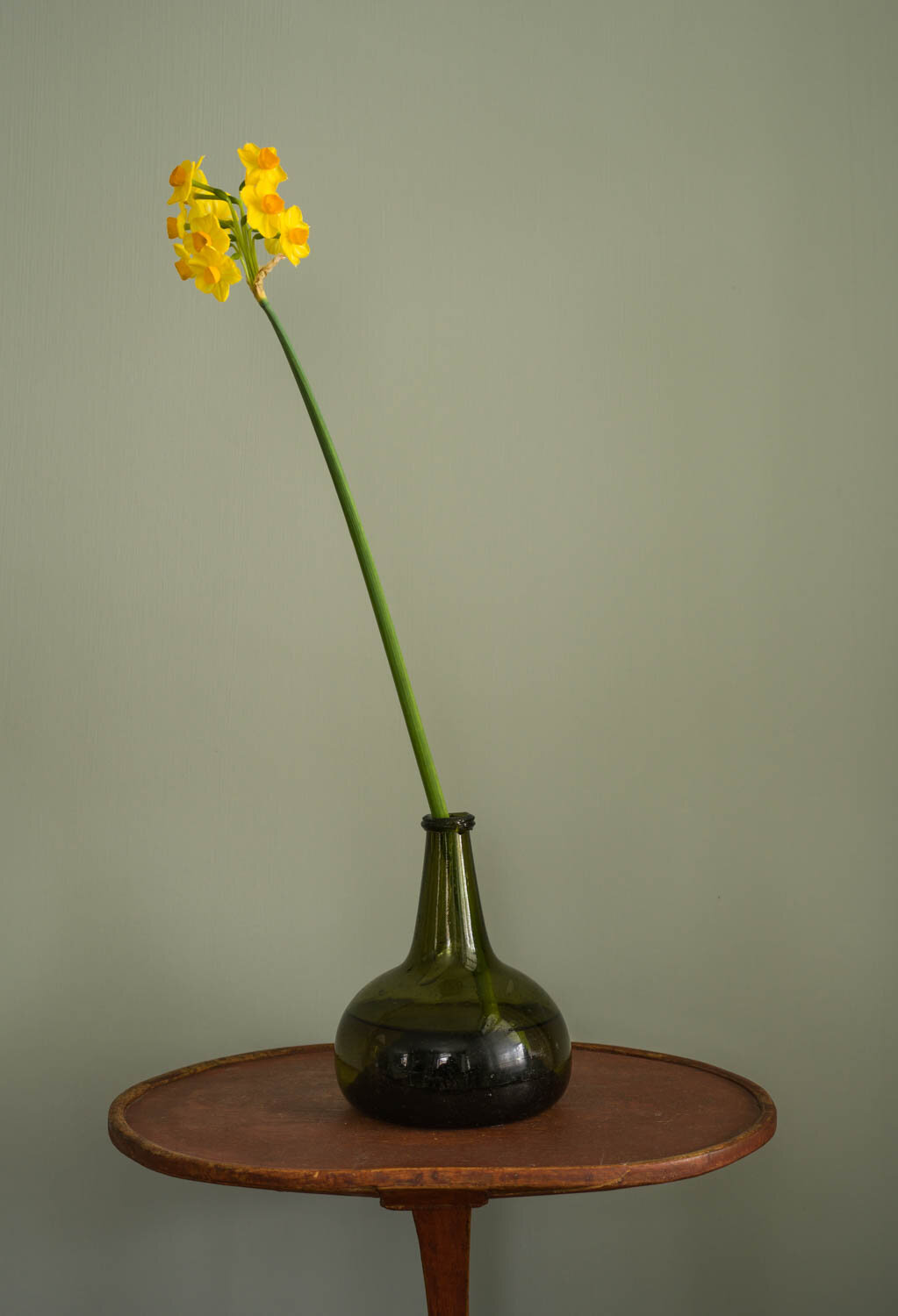 Narcissus in Wine Bottle