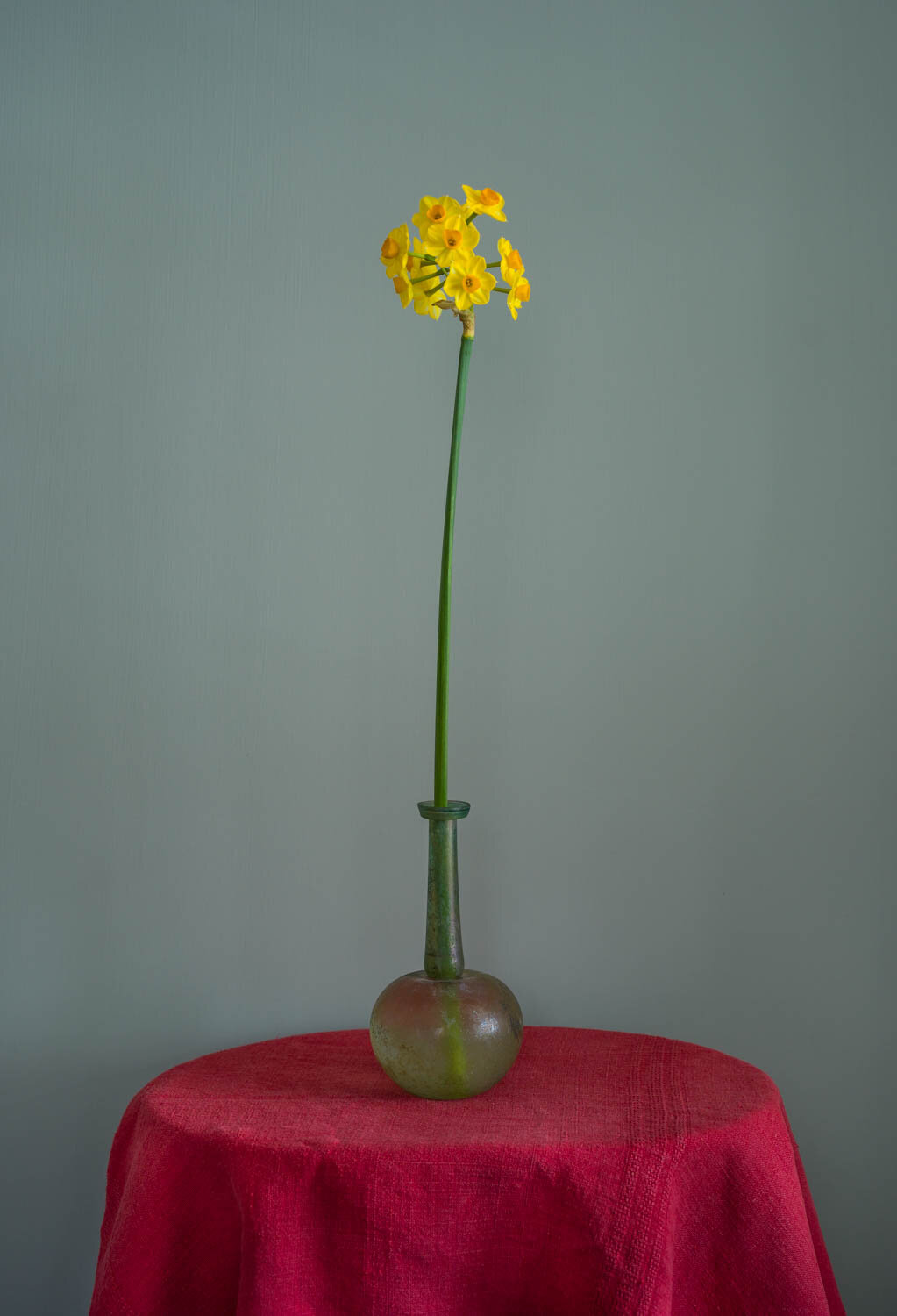 Narcissus on Red