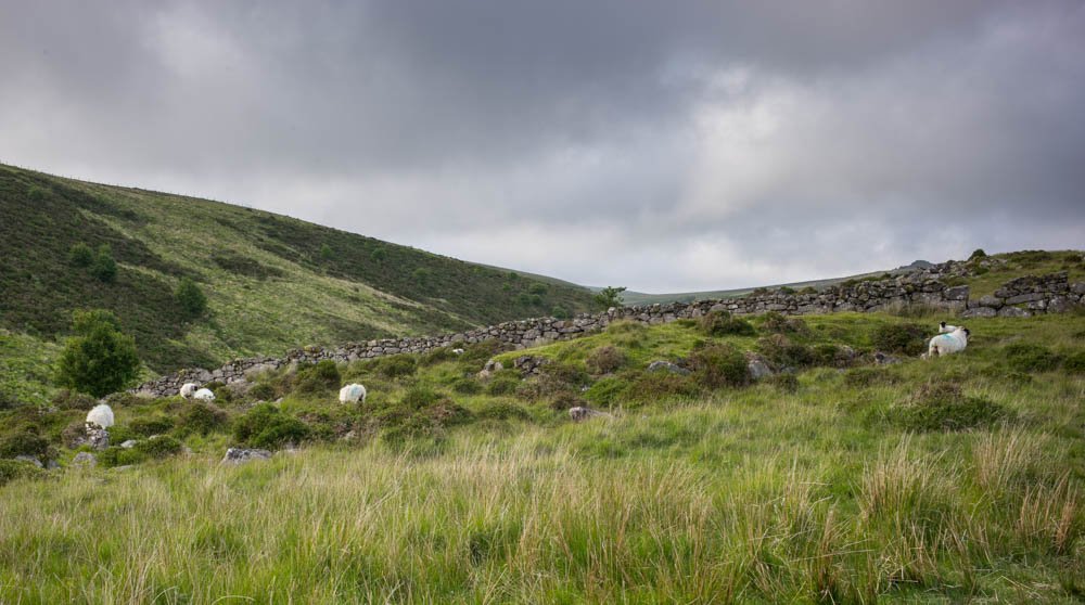 Grazing on the Dartmoor