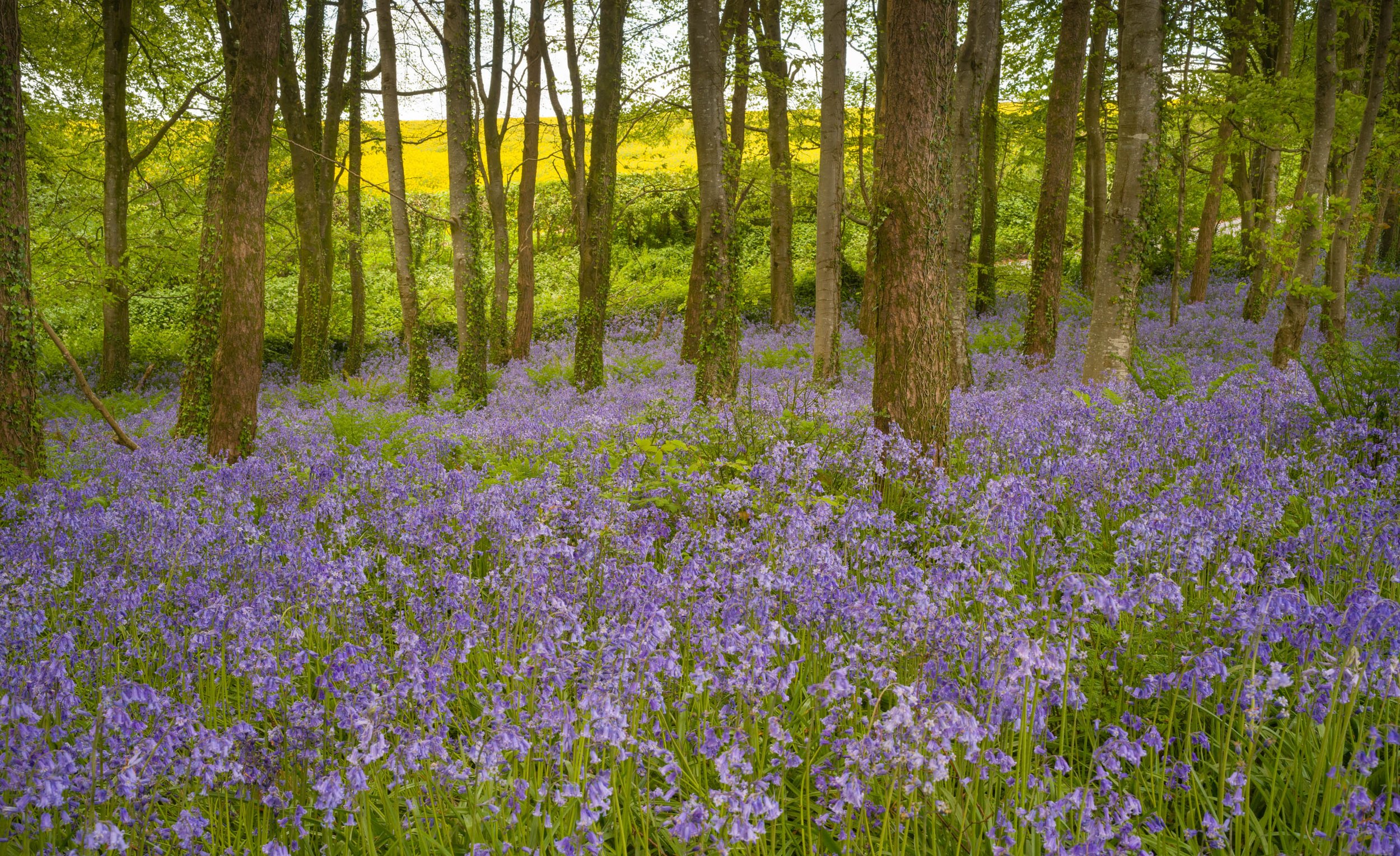 Bluebells in Dorset