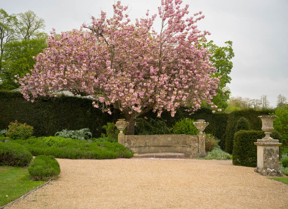 Cherry Blossoms at Wilton House