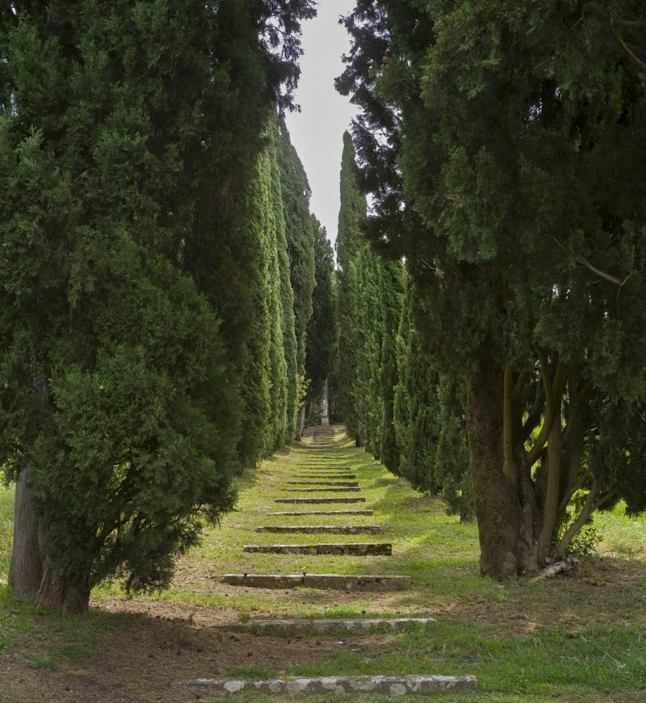 Cedar Allee.jpg