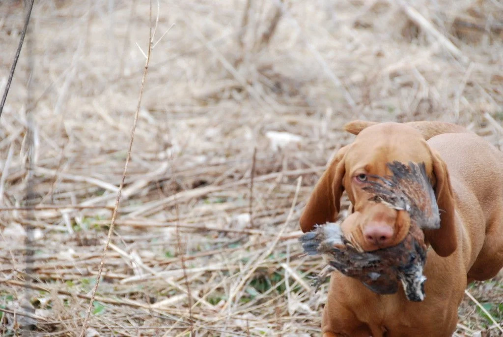 Nugget_Takedown2_30Mar10.jpg