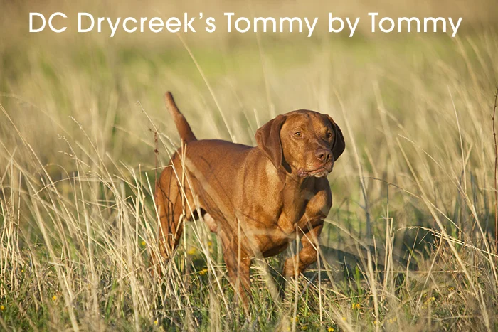 tommy_by_tommy_2.jpg