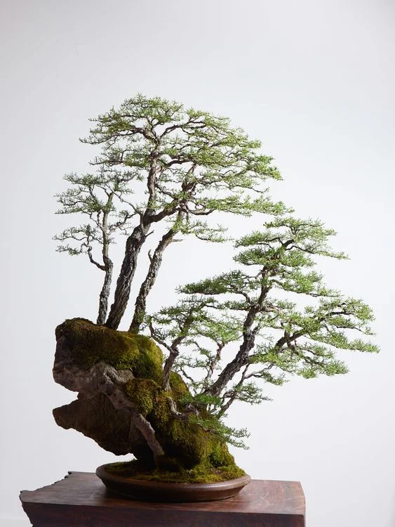 Tree.jpg