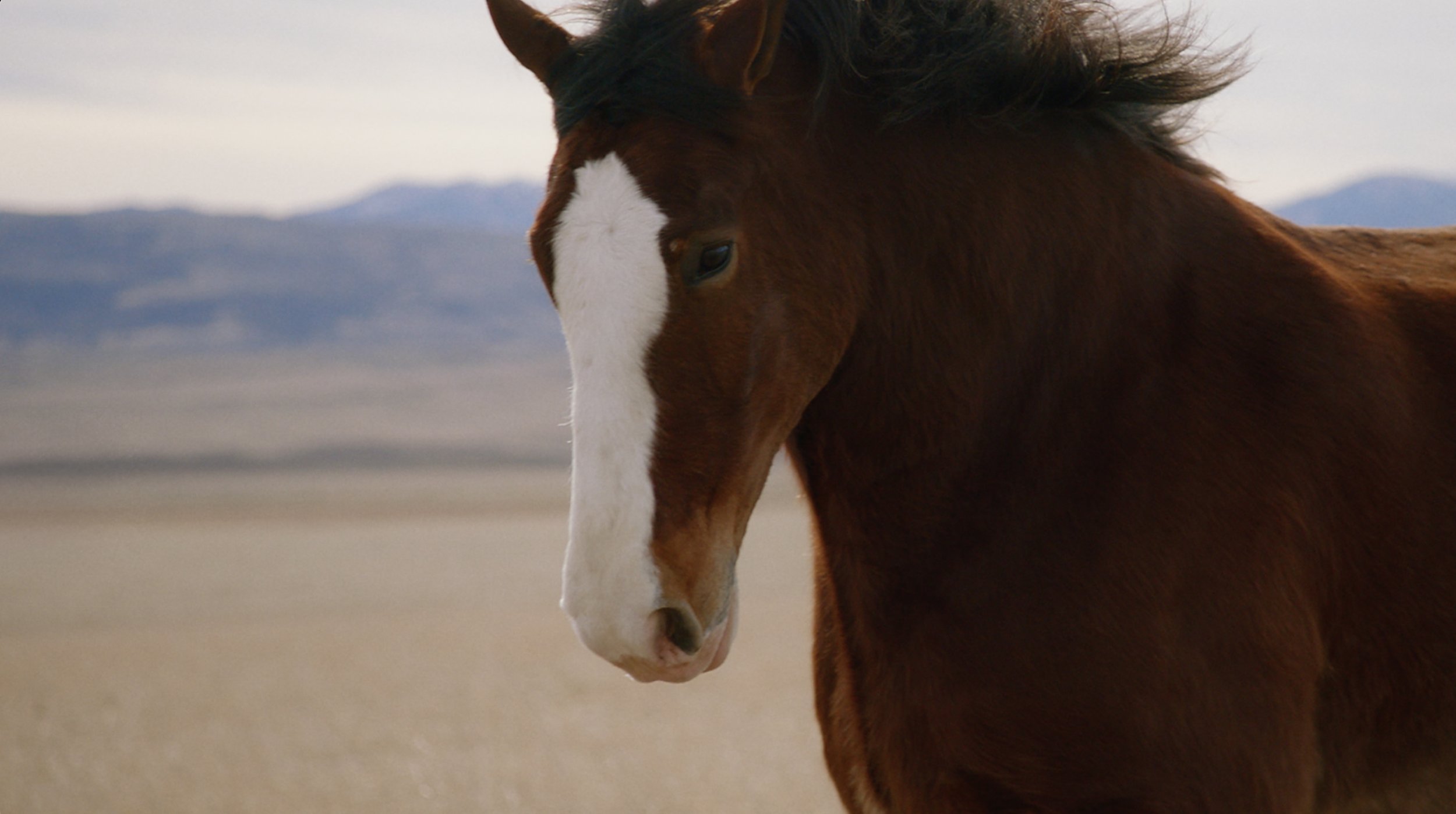 budweiser.jpg