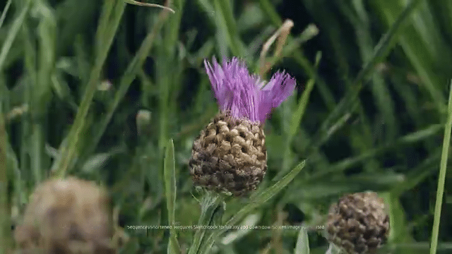 SAMSUNG - DO ANYTHING-low.gif