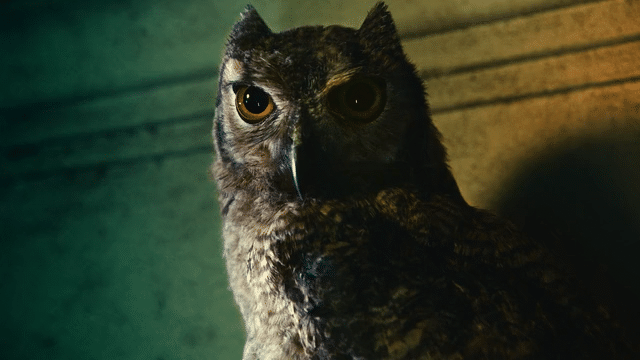 owl-low.gif