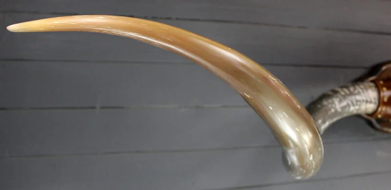 steer_horns_463-2.jpg