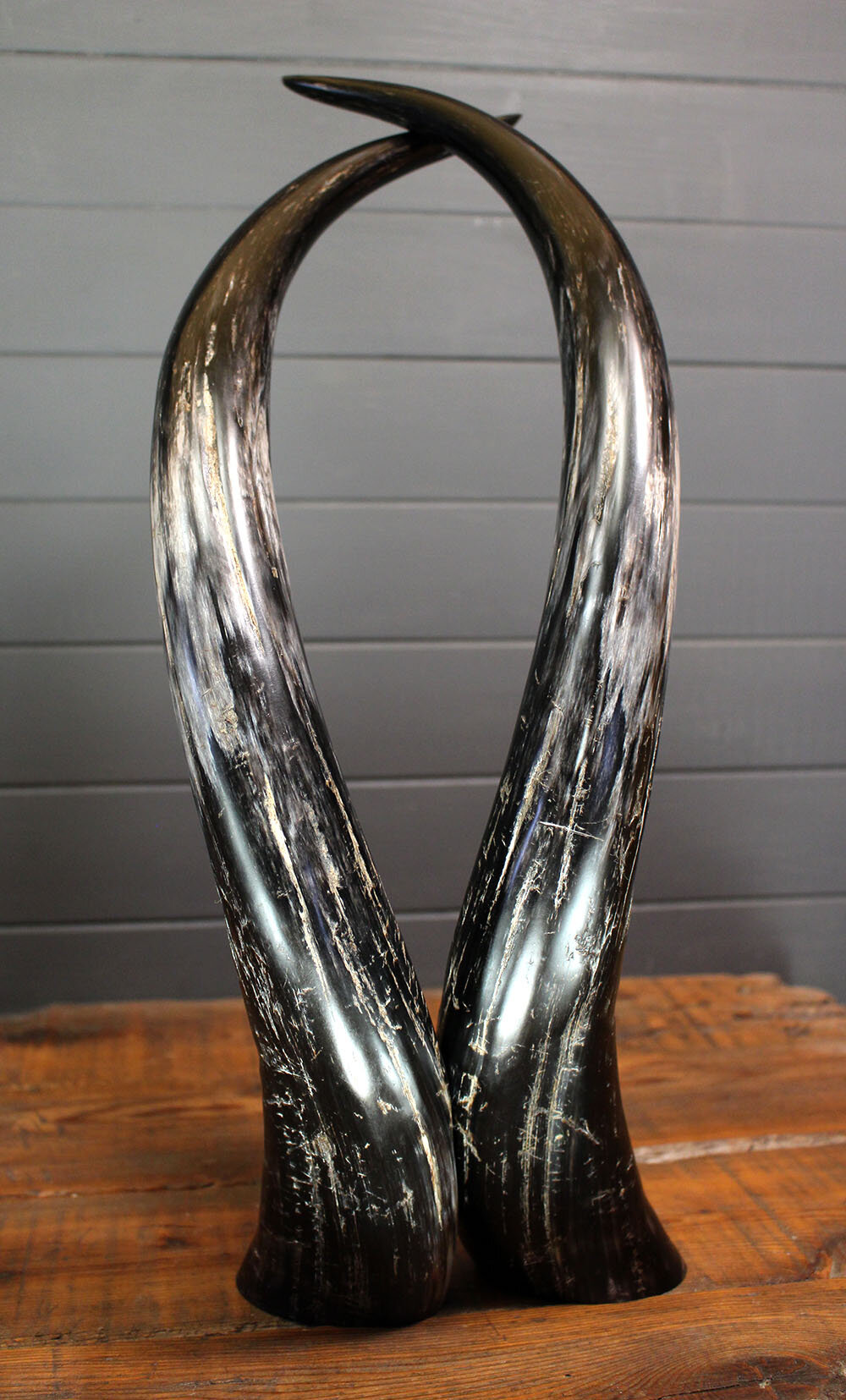 Longhorn_sculpture_ebony-3.jpg