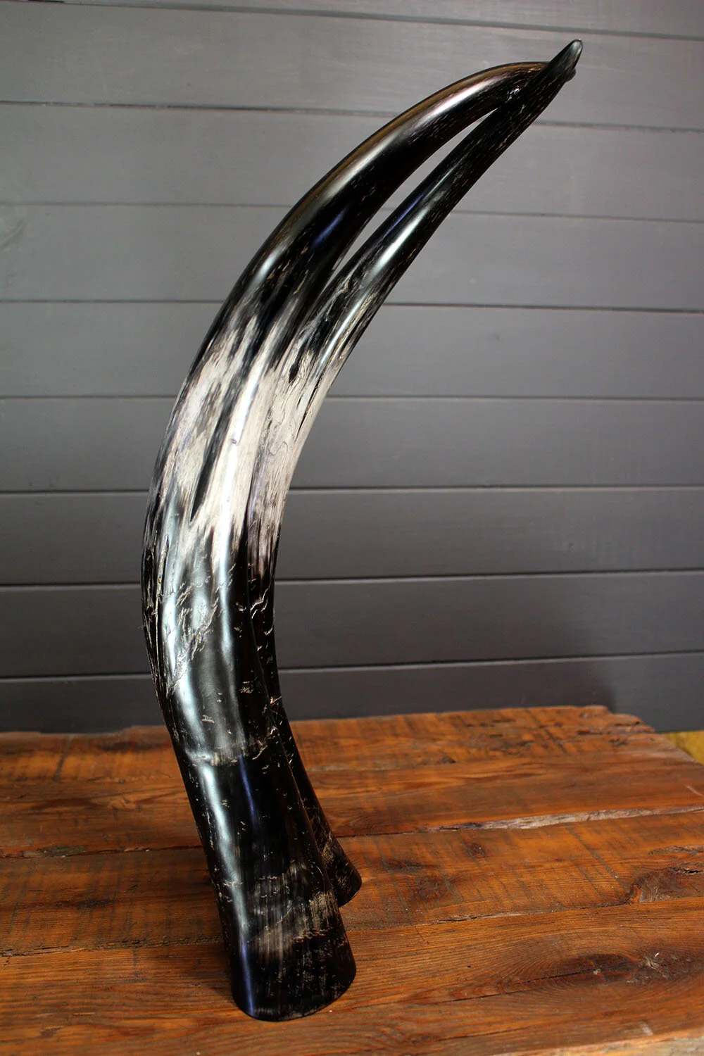Longhorn_sculpture_ebony-4.jpg