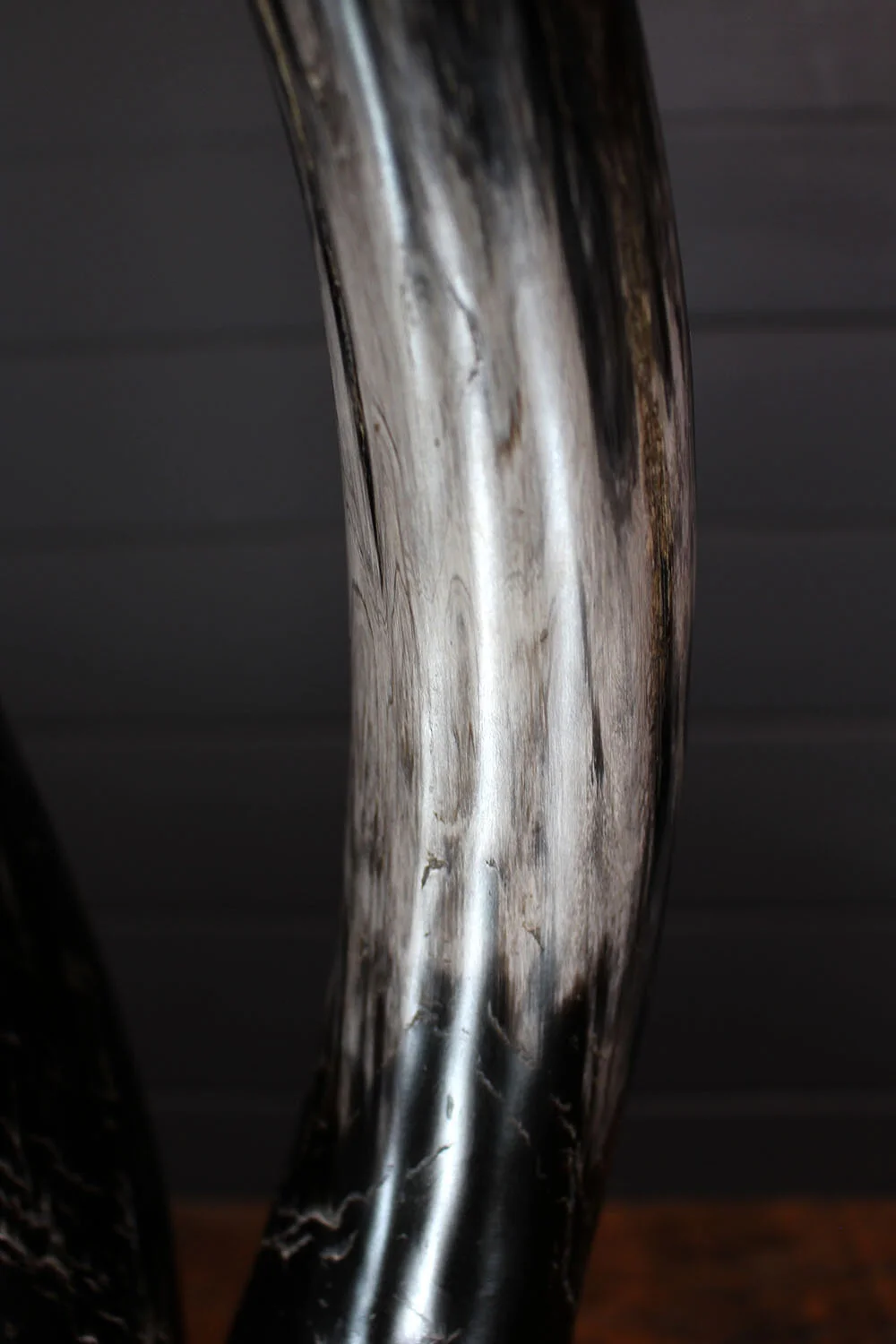 Longhorn_sculpture_ebony-5.jpg