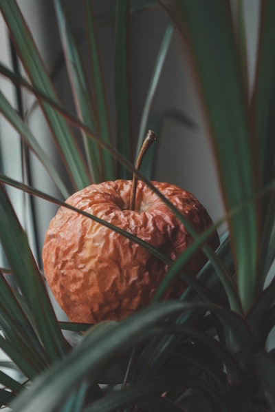 Photo by   Izabella Bedő   from   Pexels