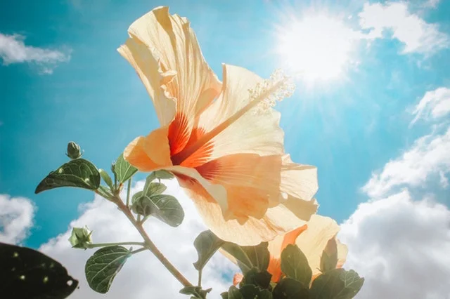 Photo by   Khanh Le   from   Pexels