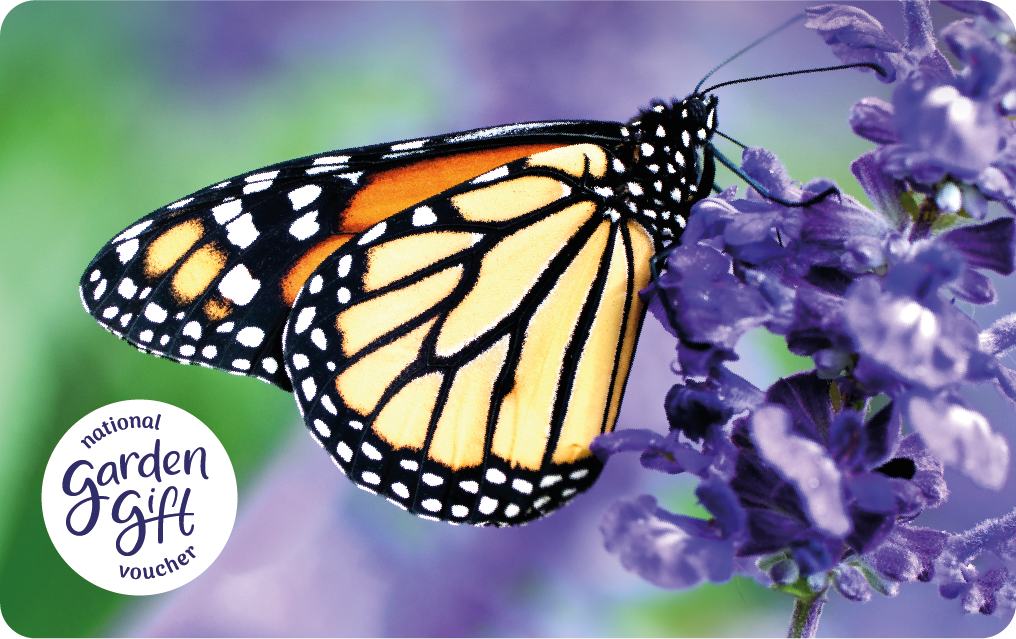 purple butterfly gift card 2022.png