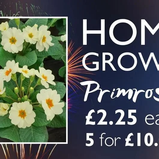 Beautiful primroses now in stock 😍