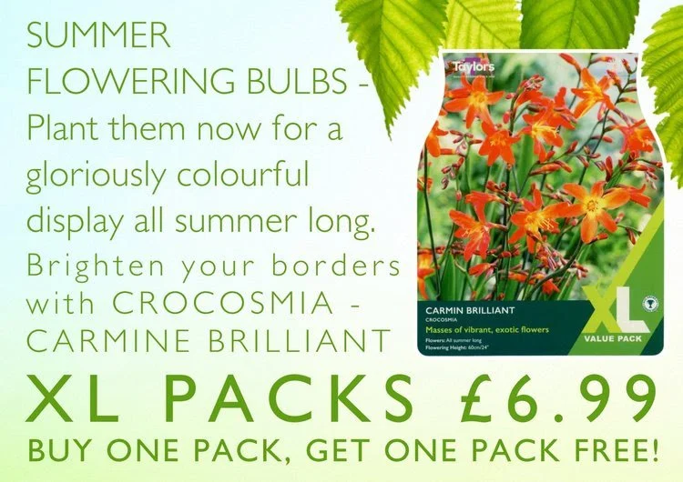 Looking ahead, it&rsquo;s not too late for planting summer flowering bulbs and we have a great selection.🥀🌷
 #crowbrough #heathfield #lewes #hailsham #brighton #uckfield #smallbusiness #plants #stavertonnursery #halland #gardening #eastsussex #gard