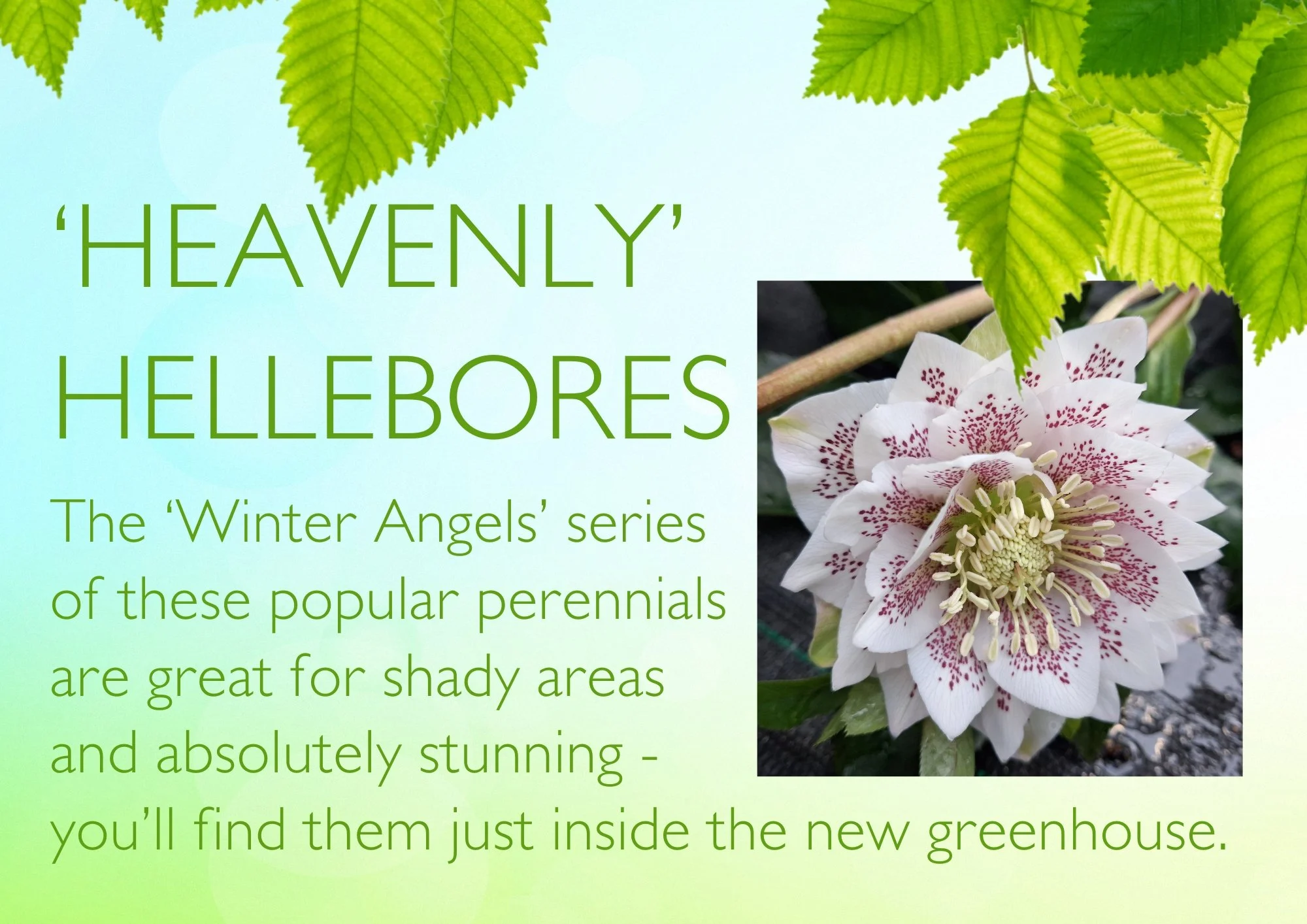 There are some fabulous blooms to enjoy at this time of year, with snowdrops, hellebores, camellias and so much more to brighten any dull days that any rain clouds bring. 🥰
#crowbrough #heathfield #lewes #hailsham #brighton #uckfield #smallbusiness 