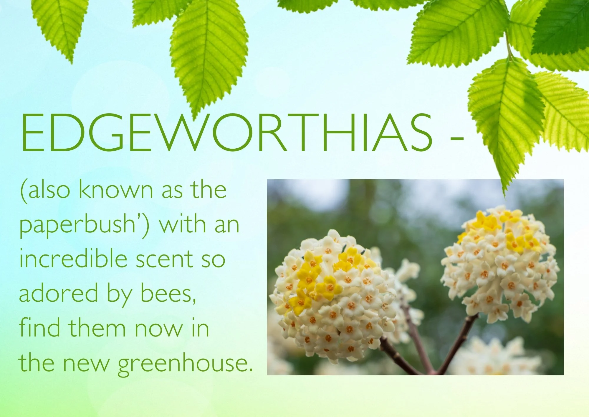 Incredible scent 👃😍
 #crowbrough #heathfield #lewes #hailsham #brighton #uckfield #smallbusiness #plants #stavertonnursery #halland #gardening #eastsussex #gardencentre