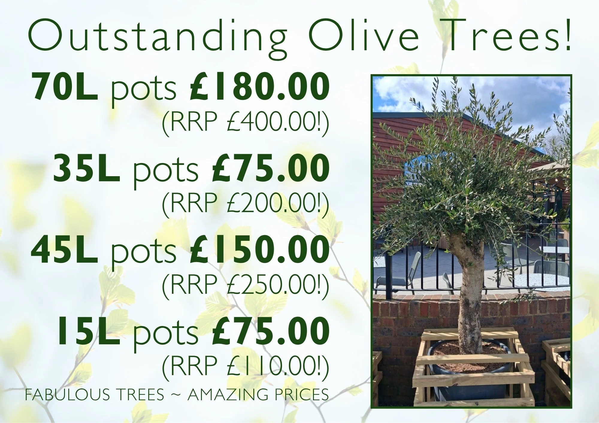 ...and now some amazing offers on olive trees. You&rsquo;ll see an example of them all as you enter the nursery, please take a look next time you visit.🥰
 #crowbrough #lewes #hailsham #brighton #uckfield #smallbusiness #plants #stavertonnursery #hal