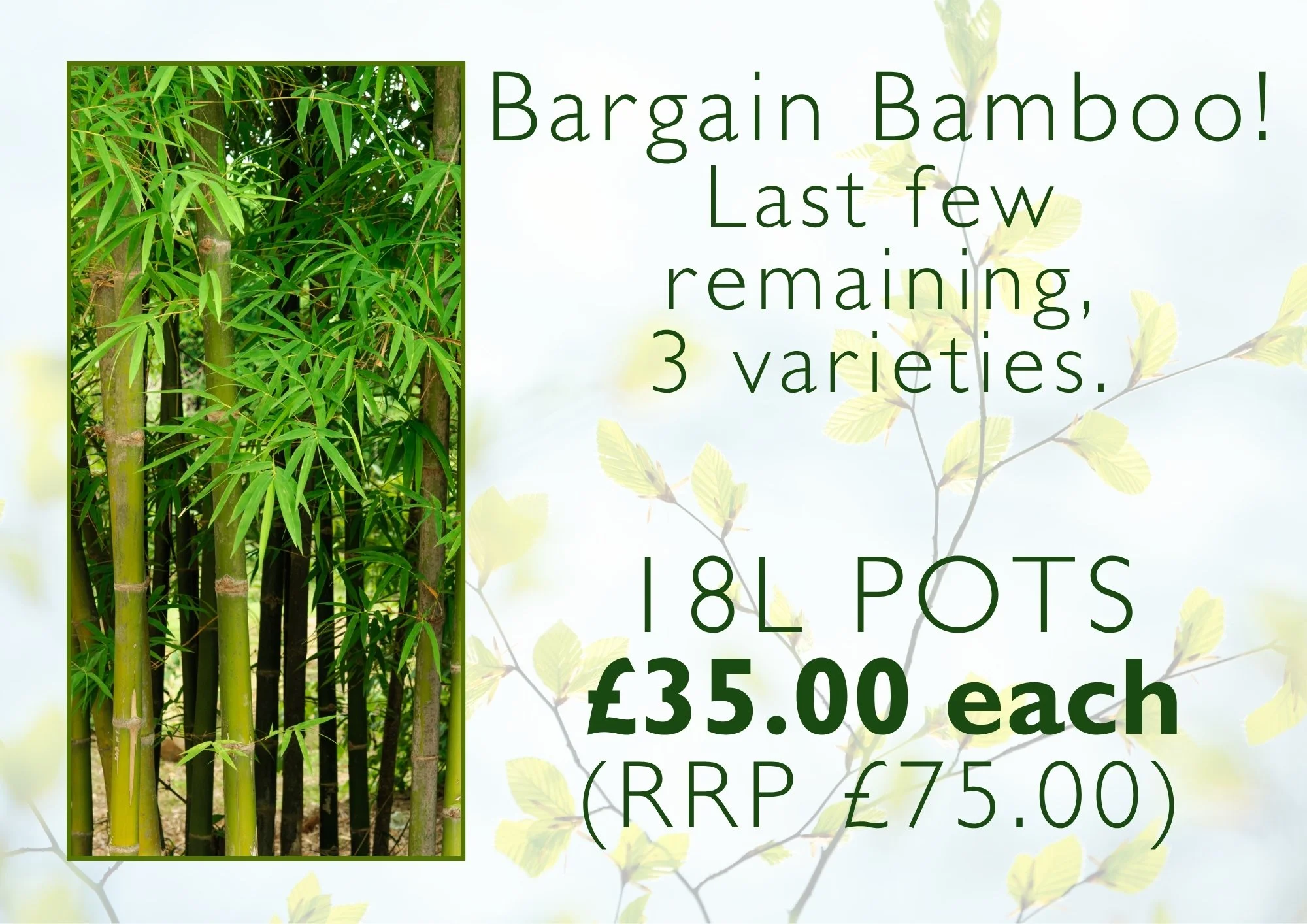 If you are after something bigger, we still have some bargain bamboo available 🐼😍
Last few remaining, whilst stocks last !!
 #crowbrough #lewes #hailsham #brighton #uckfield #smallbusiness #stavertonnursery #halland #eastsussex #bamboo
