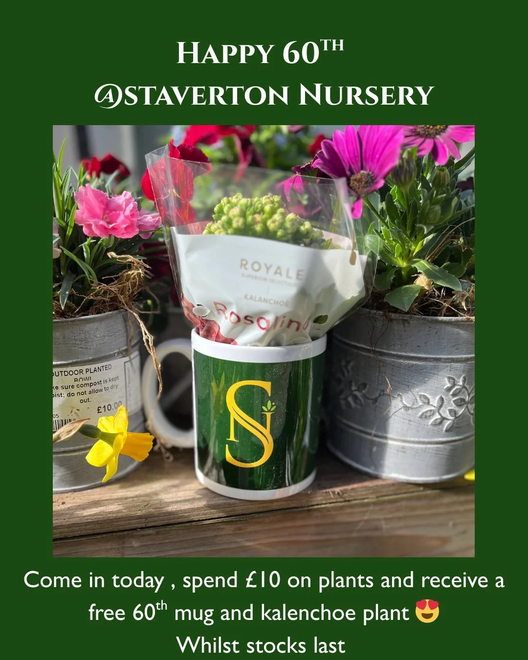 Happy 60th Staverton Nursery 😁😍🥰
Free mug with plant spend over &pound;10 
whilst stocks last
only one per transaction ! 
#crowbrough #lewes #brighton #hailsham #uckfield #smallbusiness #stavertonnursery #halland #eastsussex #gardencentre #gardeni
