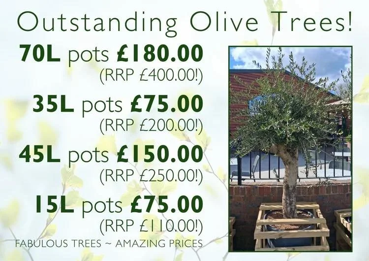 Some great deals on some top quality plants 🔥😍
Pop in and see us today 
#crowbrough #lewes #hailsham #brighton #uckfield #smallbusiness #plants #stavertonnursery #halland #gardening #eastsussex #gardencentre