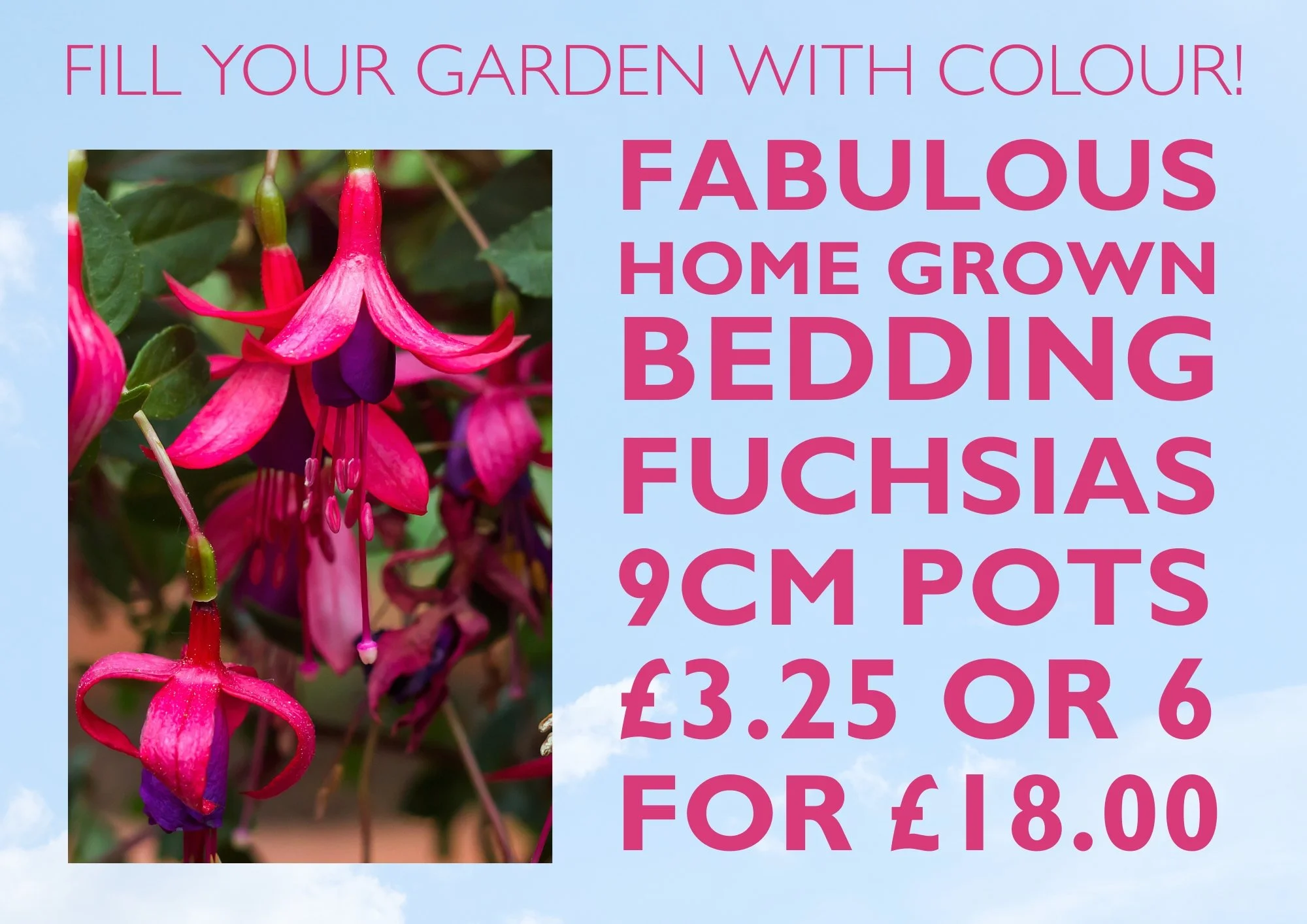 Bedding offers galore !!!🤩🤩
All of our gorgeous home grown summer bedding is now on display - plenty of selection and offers to choose from 
 #crowbrough #lewes #brighton #hailsham #uckfield #smallbusiness #plants #stavertonnursery #halland #garden