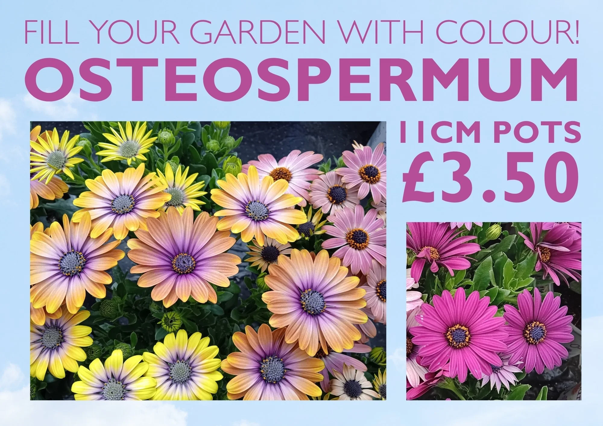 Beautiful garden colour !! whilst stocks last 🌸🌼😍
 #haywardsheath #tunbridgewells #crowbrough #heathfield #lewes #hailsham #brighton #uckfield #smallbusiness #stavertonnursery #halland #eastsussex