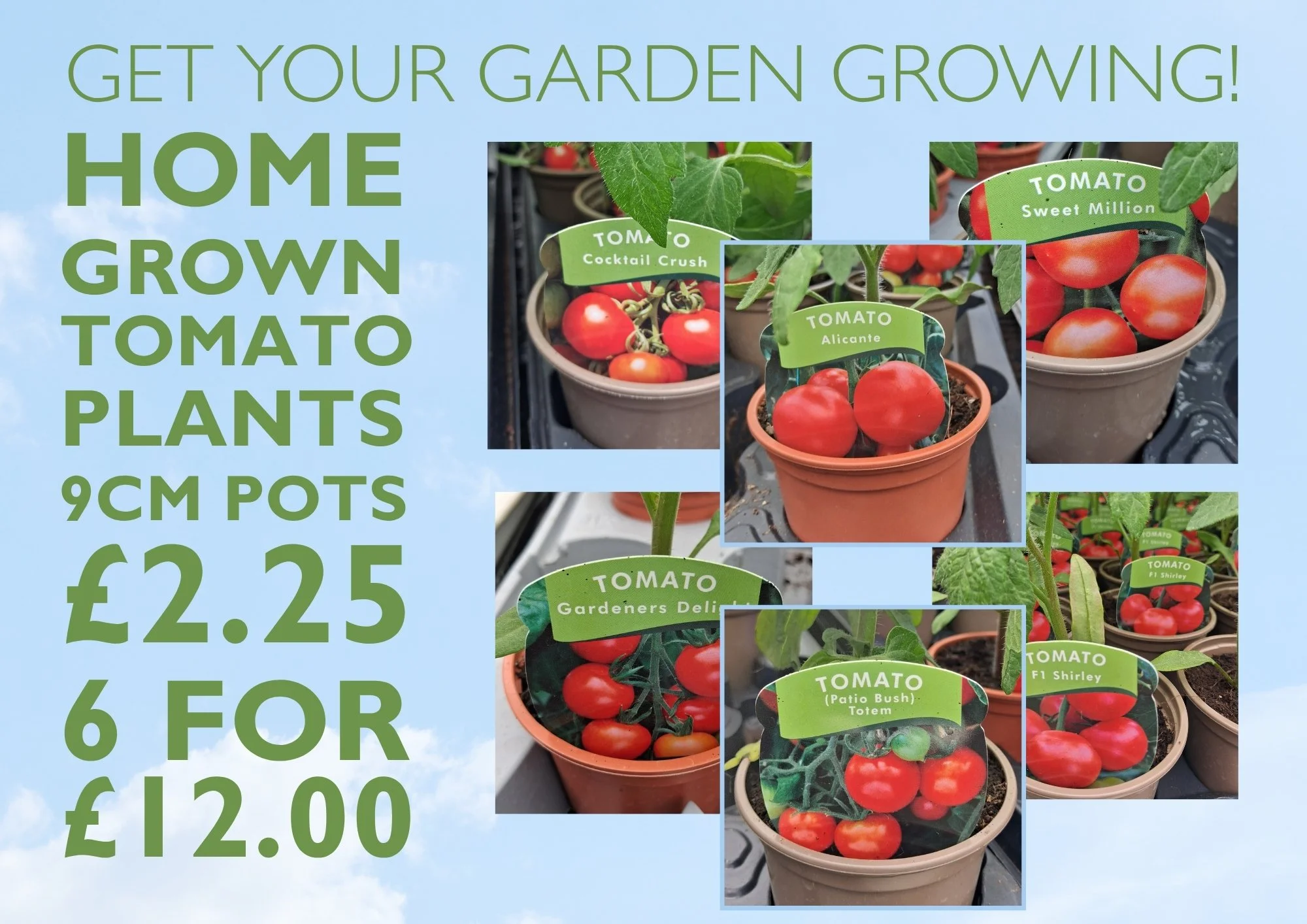 Our vegetable plants are all out and looking lovely - come and get them whilst stocks last 🤩
 #haywardsheath #tunbridgewells #crowbrough #heathfield #lewes #hailsham #brighton #uckfield #smallbusiness #plants #stavertonnursery #halland #gardening #e