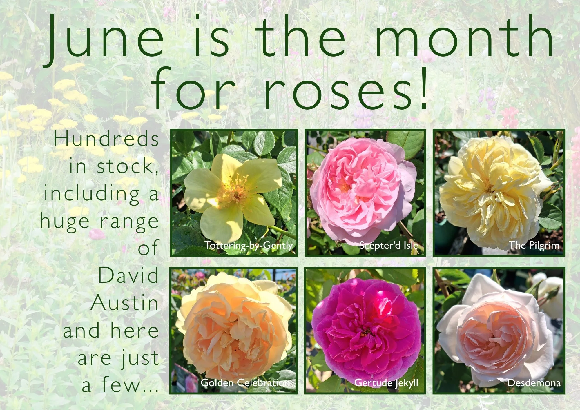 The nursery is looking glorious, so much is looking good now it&rsquo;s hard to choose what to pick for the socials...it's roses today however the wind has knocked some blooms off already.
 #haywardsheath #tunbridgewells #crowbrough #heathfield #lewe