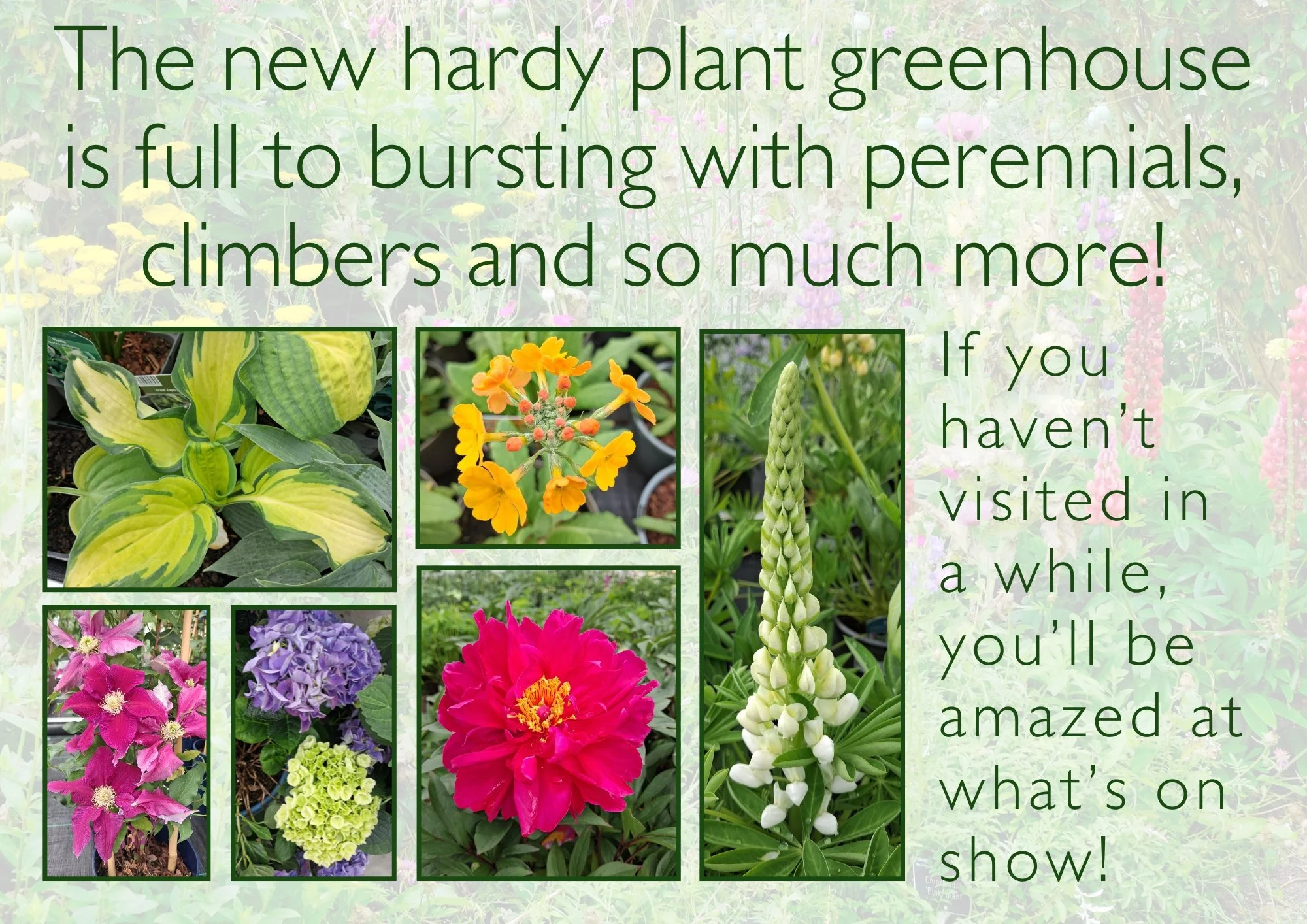Loads of plants undercover , shop rain free 😍☔.
 #haywardsheath #tunbridgewells #heathfield #crowbrough #lewes #hailsham #brighton #uckfield #smallbusiness #plants #stavertonnursery #halland #gardencentre #eastsussex #perennials