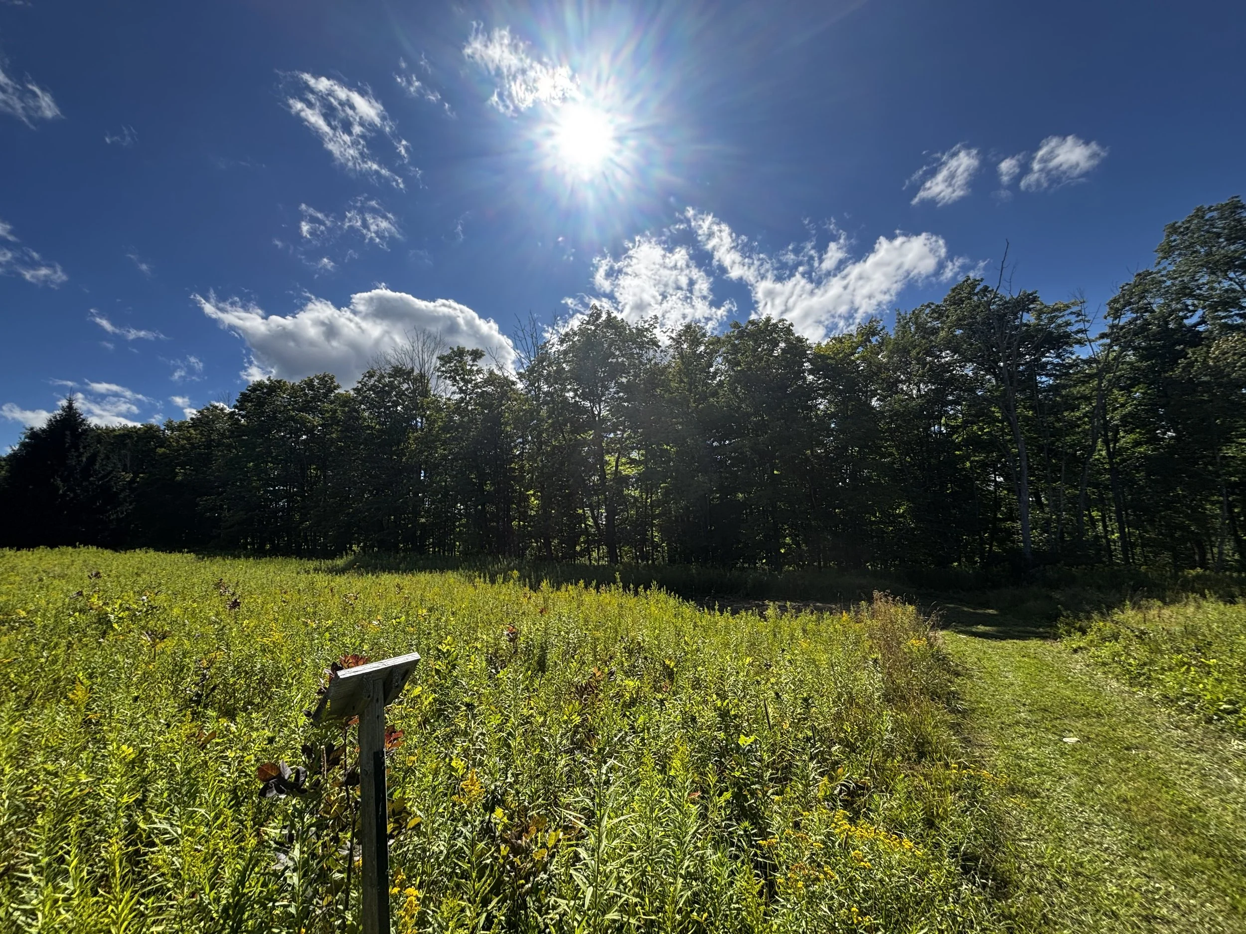 Bobolink Meadow