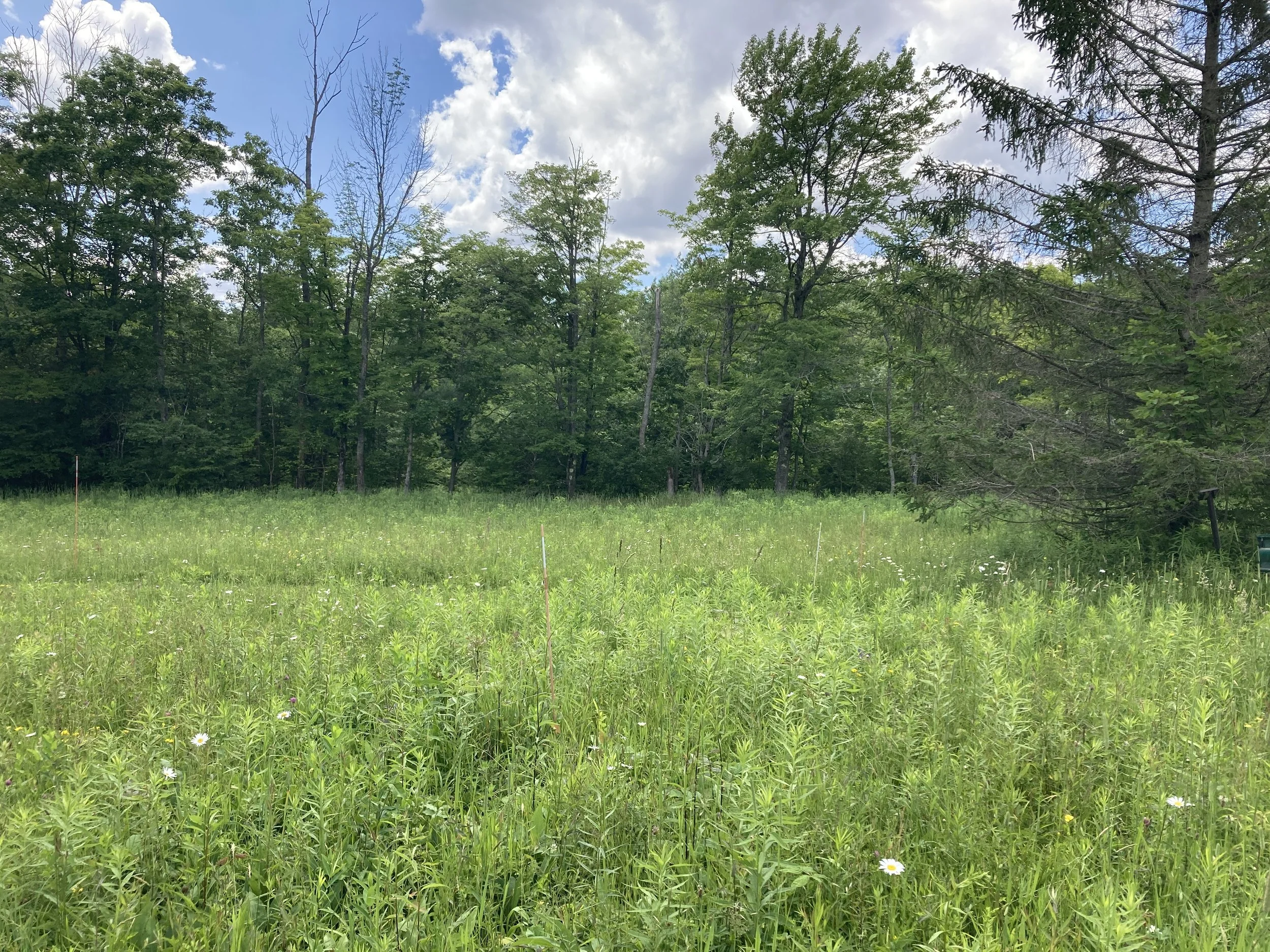 West Meadow Habitat Restoration Zone