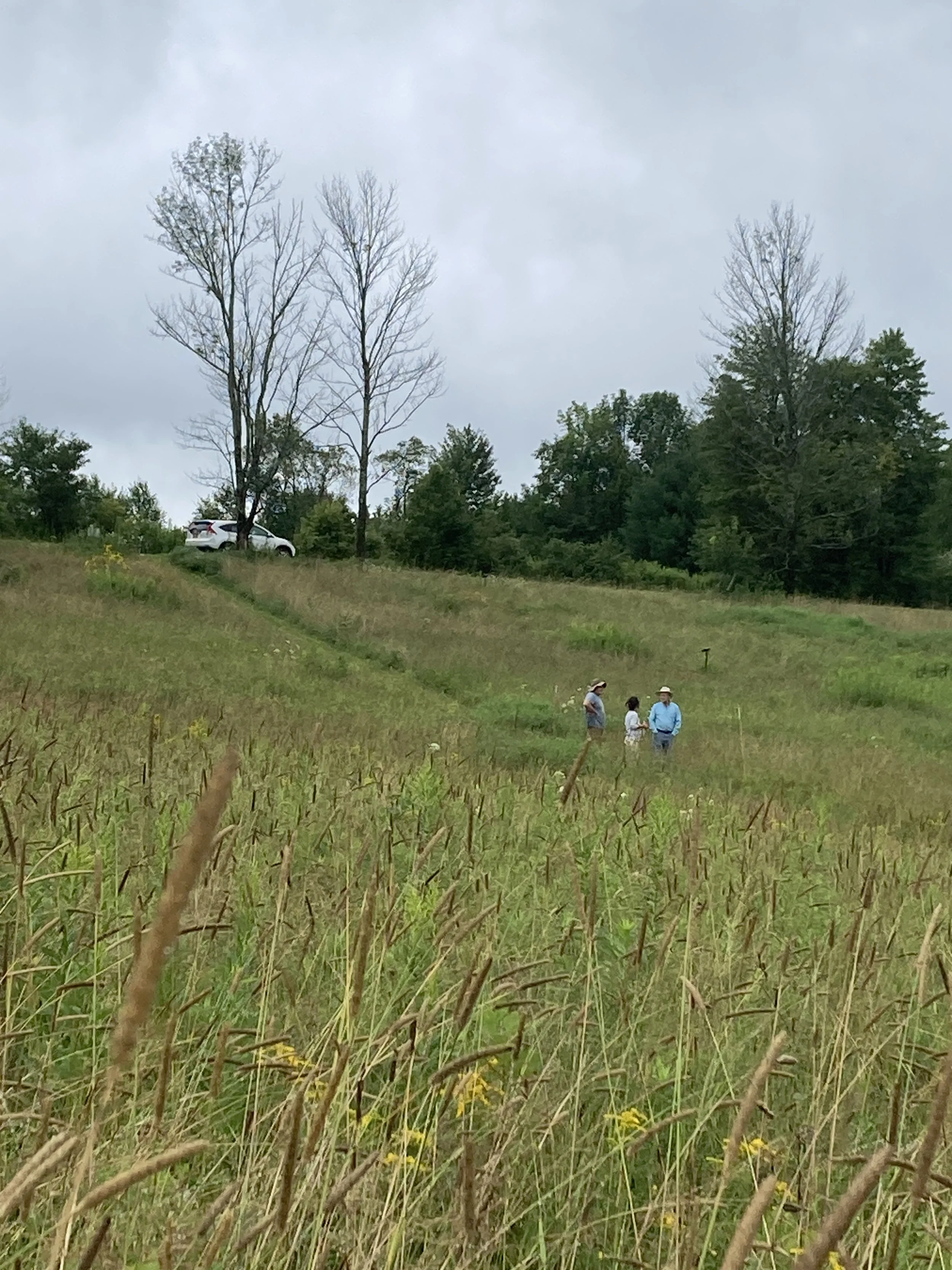 Bobolink Meadow