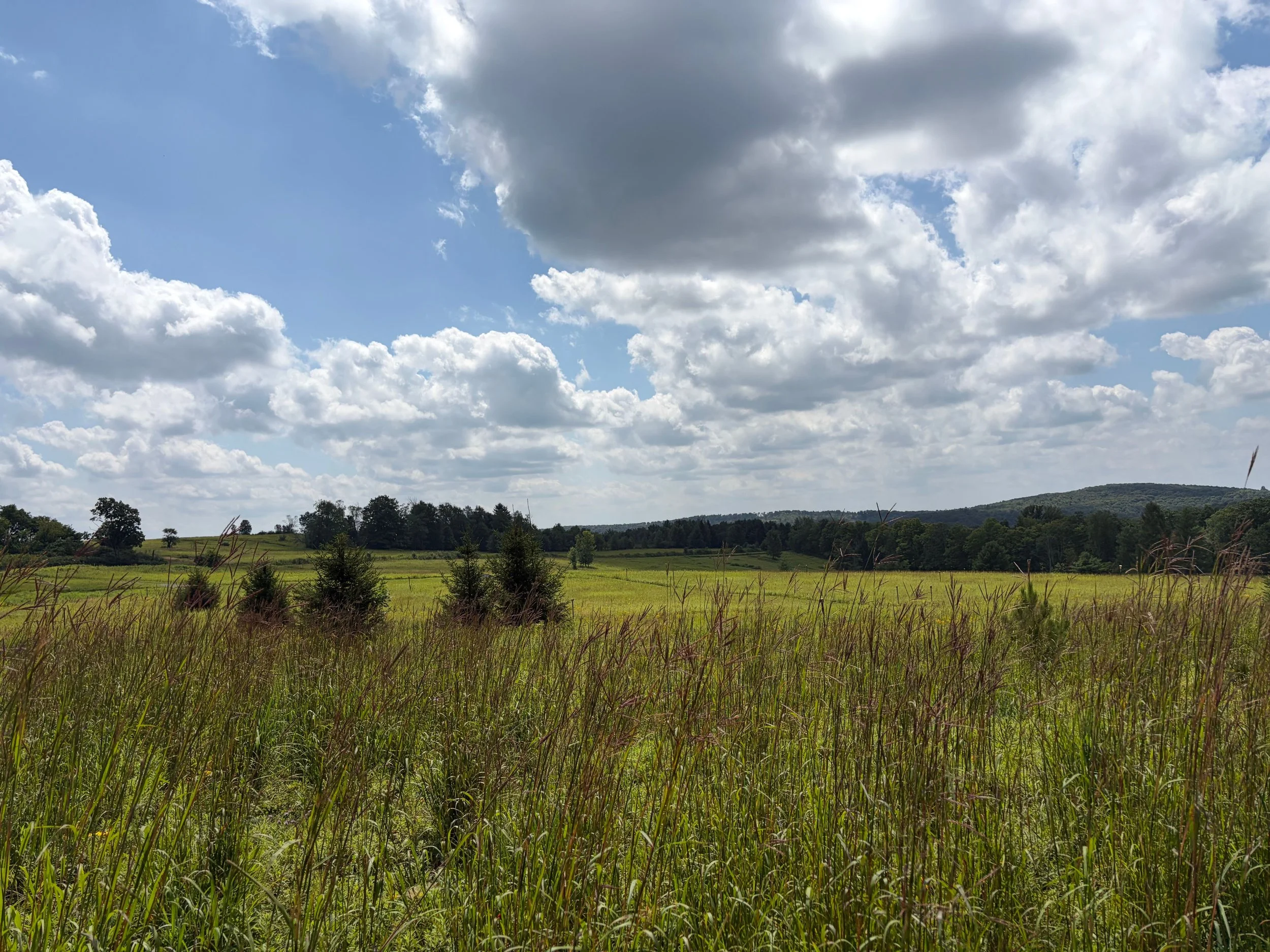 Kestrel Meadow looking south